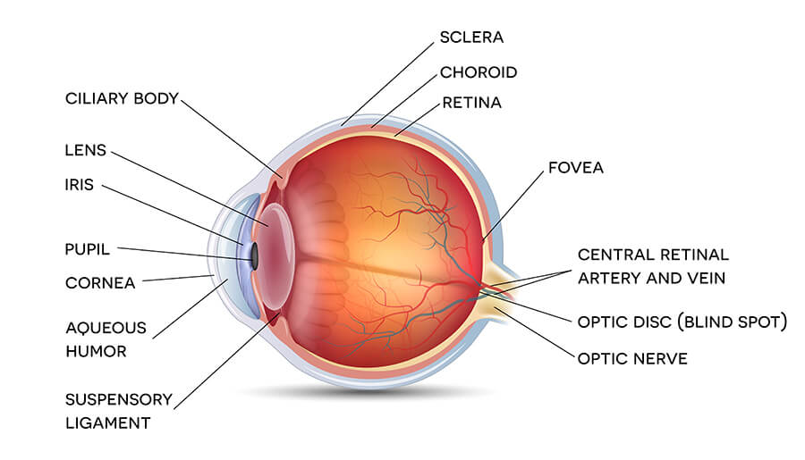 Retina Buckhead Chart Showing the Anatomy of the retina