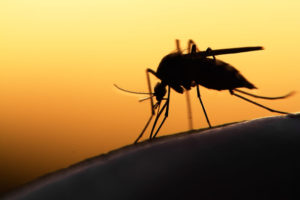 Silhouette of a mosquito against a leaf.