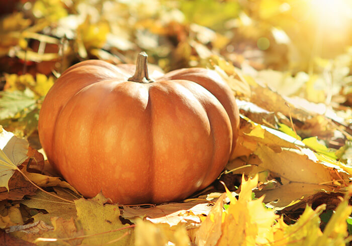 Pumpkin on top of a bunch of leaves in the fall.